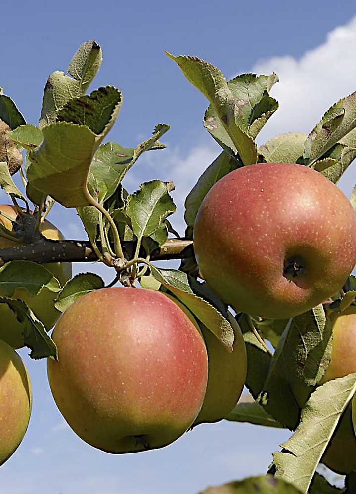 braeburn apple tree